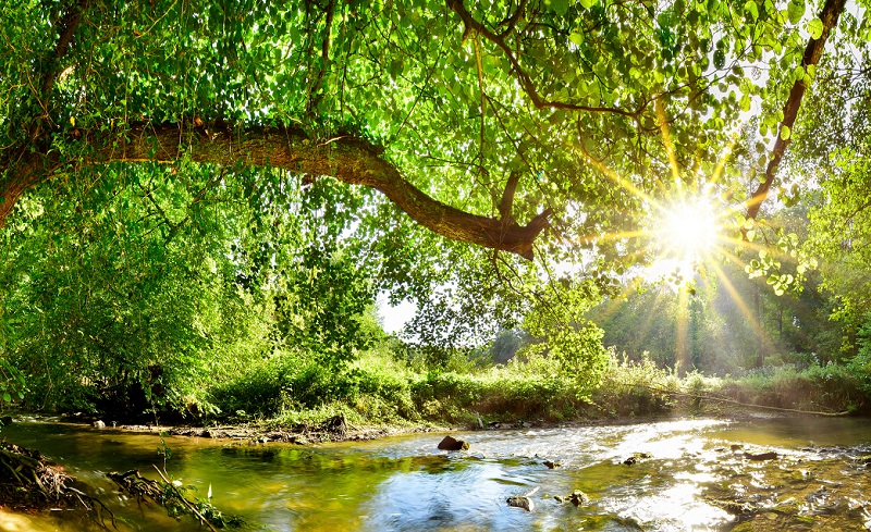 Beautiful forest panorama with brook and bright sun shining thro